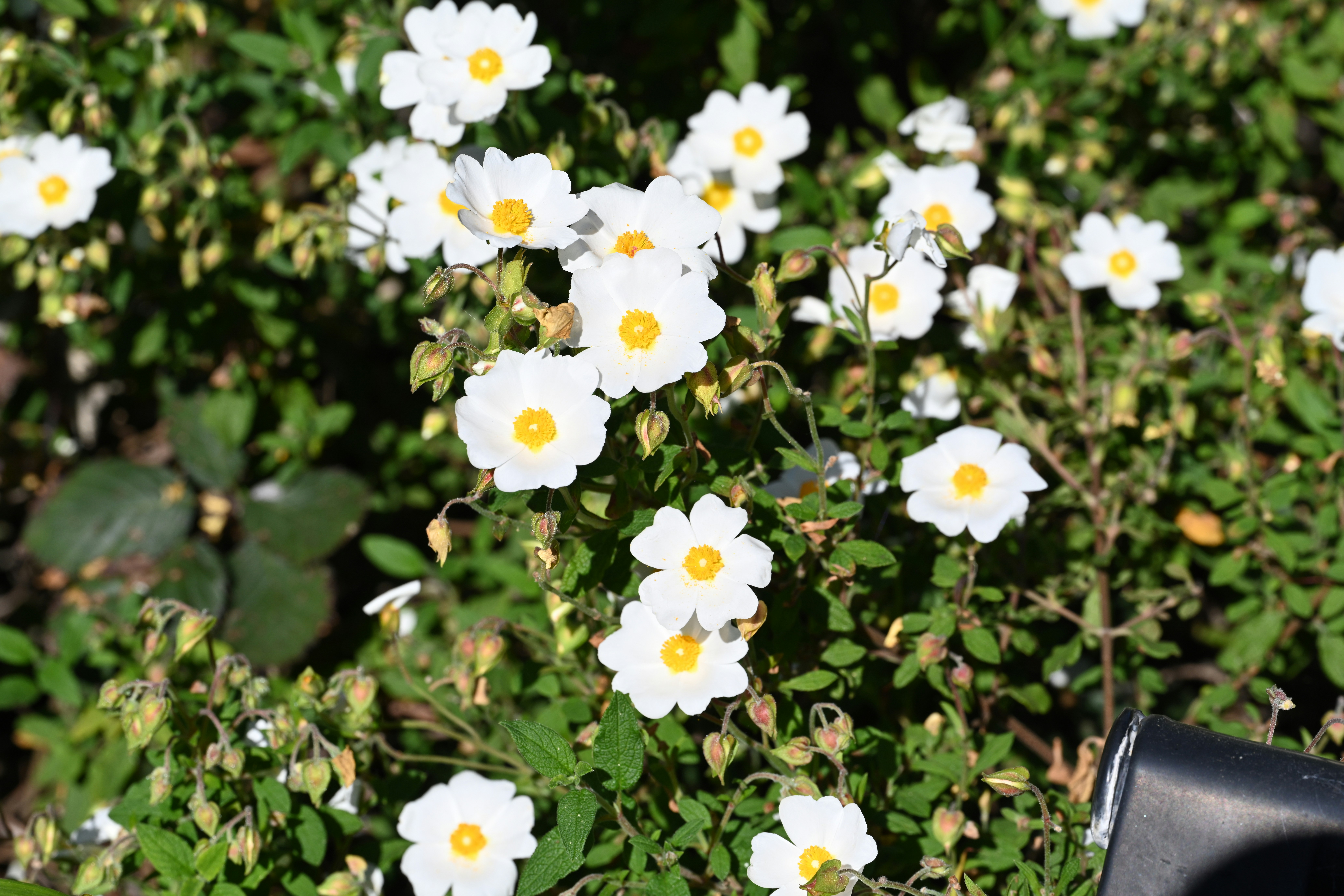 Photo by theunknownaldiaz