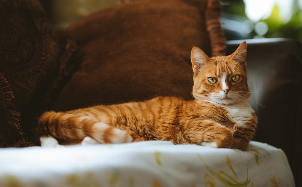 a cat laying on a couch with a pillow behind it