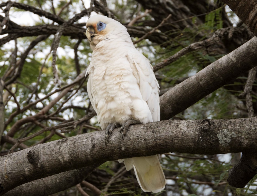 a white parrot perched on a tree branch