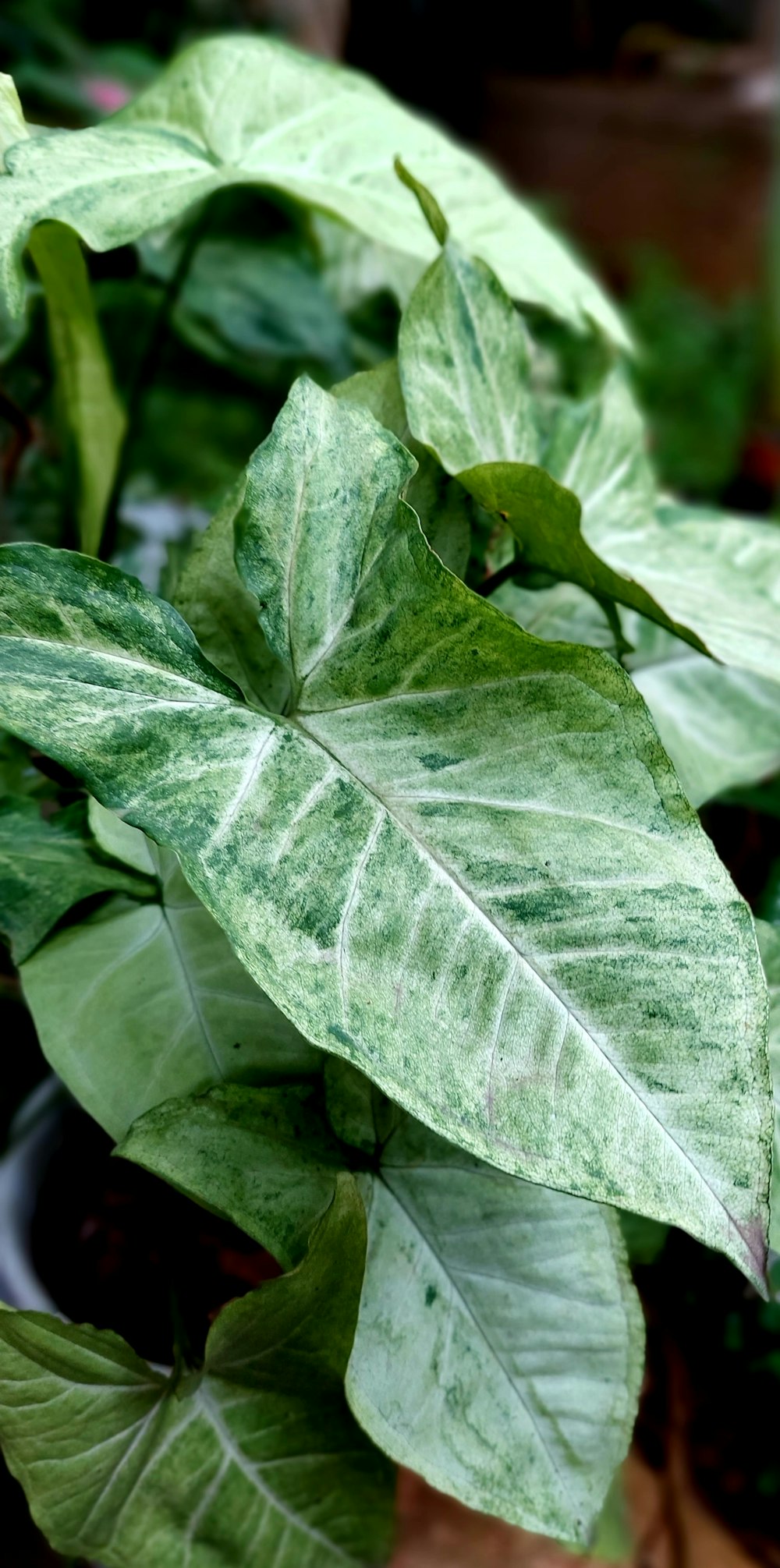 a close up of a plant with green leaves