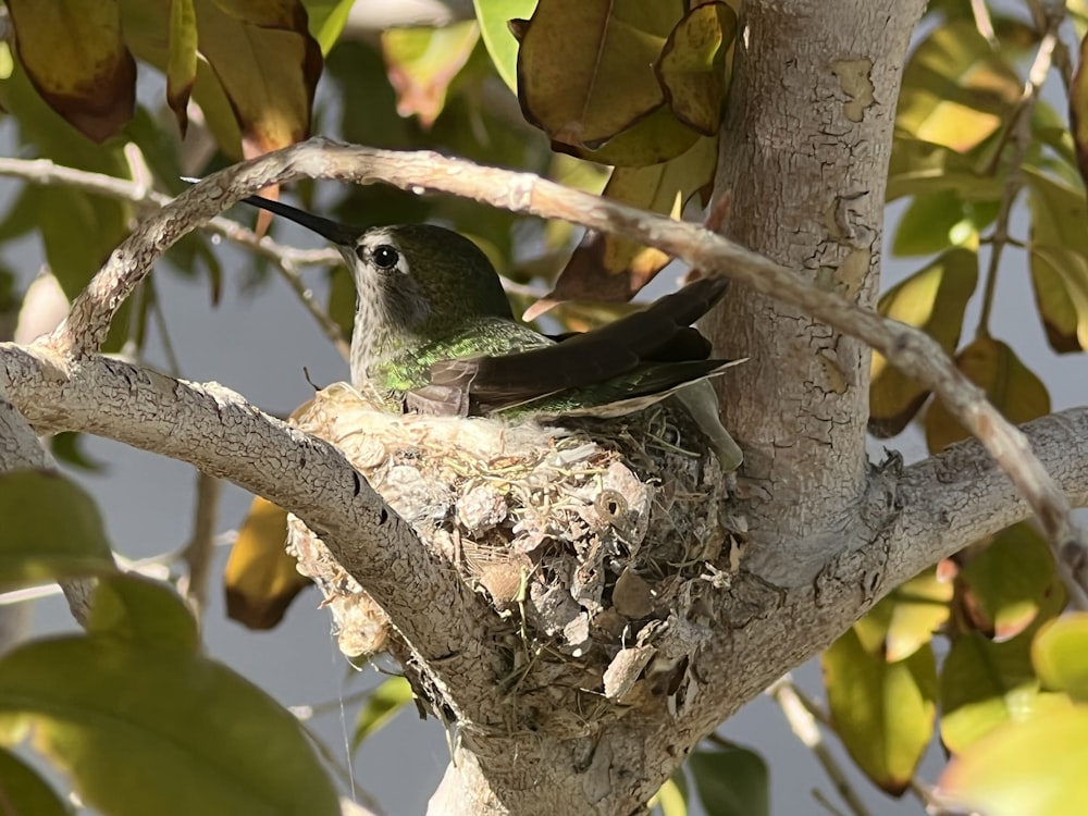 a bird sitting on top of a nest in a tree