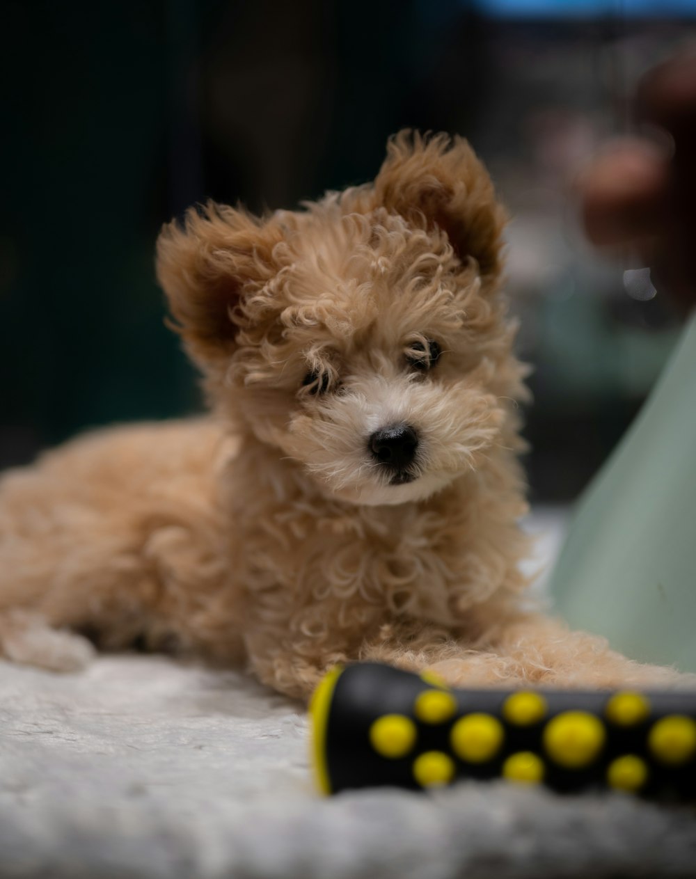 a small brown dog laying on top of a white rug