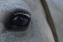 Close-up of a horse's gentle eyes reflecting the peaceful surroundings of Santiago de Chile.