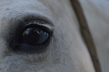 A close-up view of a horse's eye, capturing the intricate details of its lashes and the reflection within the eye. The horse's skin is a light gray, adding to the serene and gentle appearance of the image.