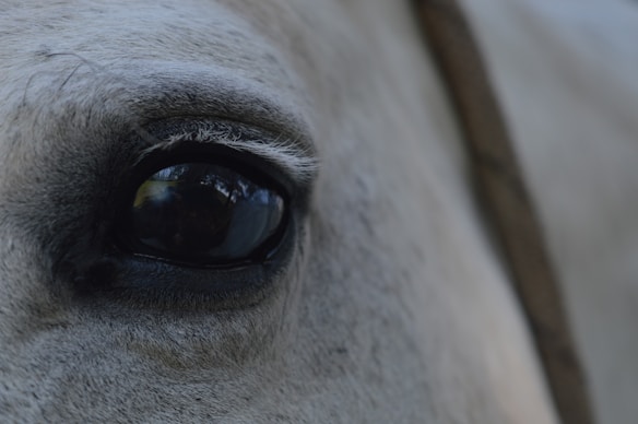 A close-up view of a horse's eye, capturing the intricate details of its lashes and the reflection within the eye. The horse's skin is a light gray, adding to the serene and gentle appearance of the image.