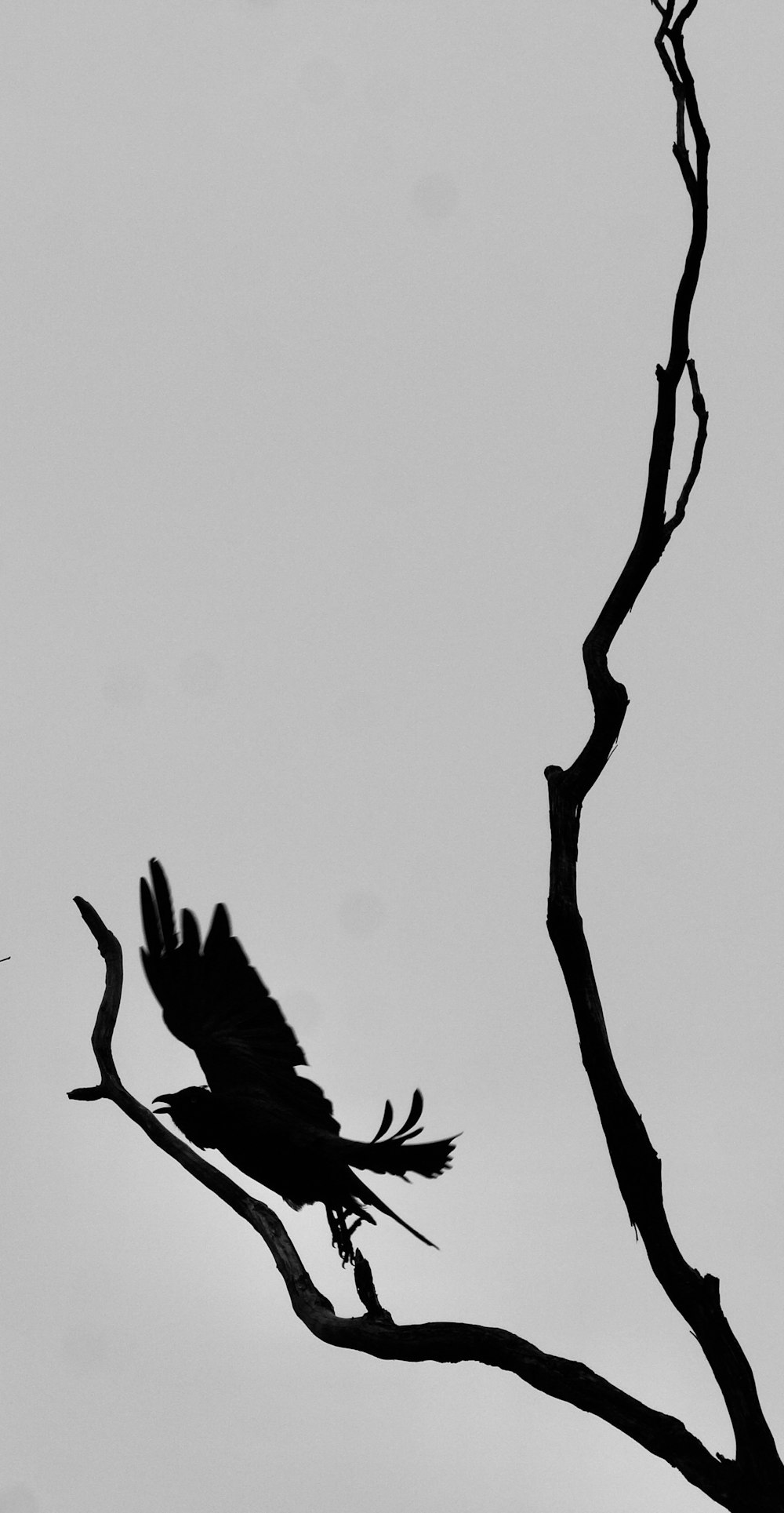 a black and white photo of a bird on a branch