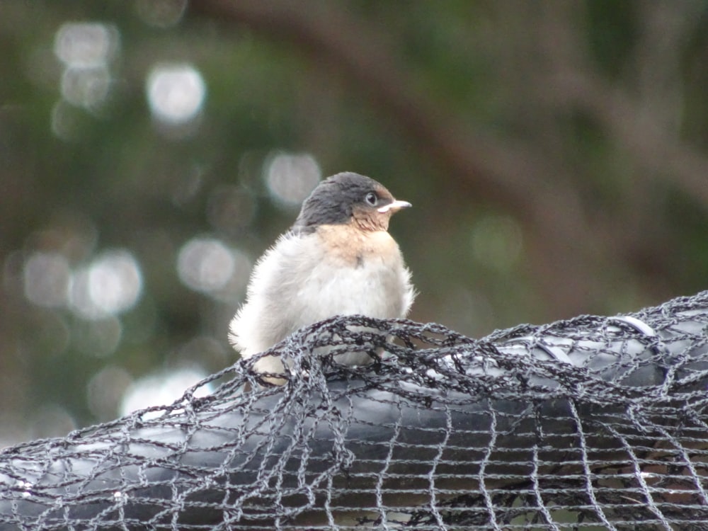 a small bird sitting on top of a net