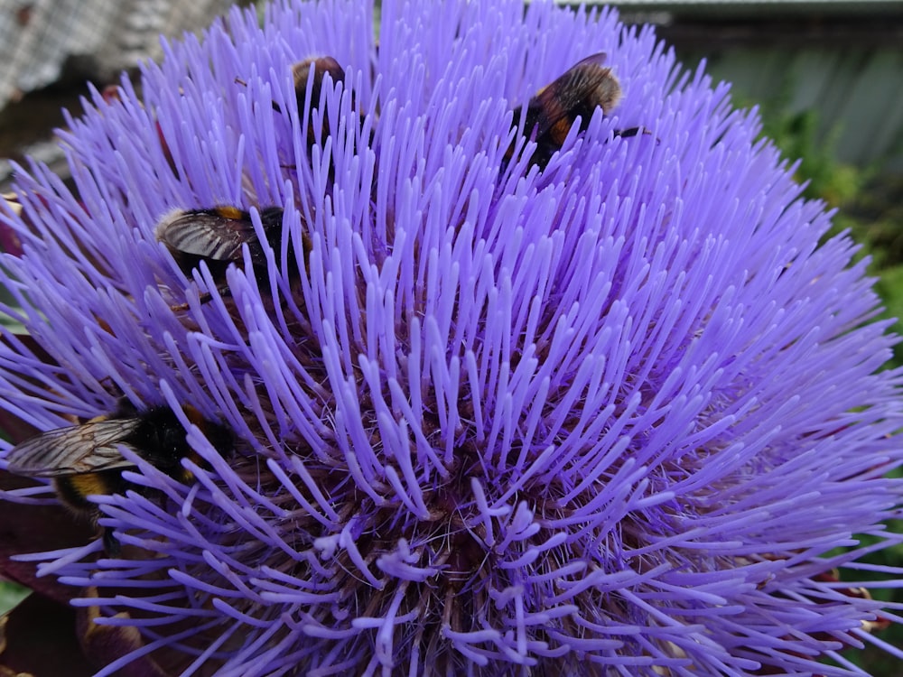 a close up of a purple flower with bees on it