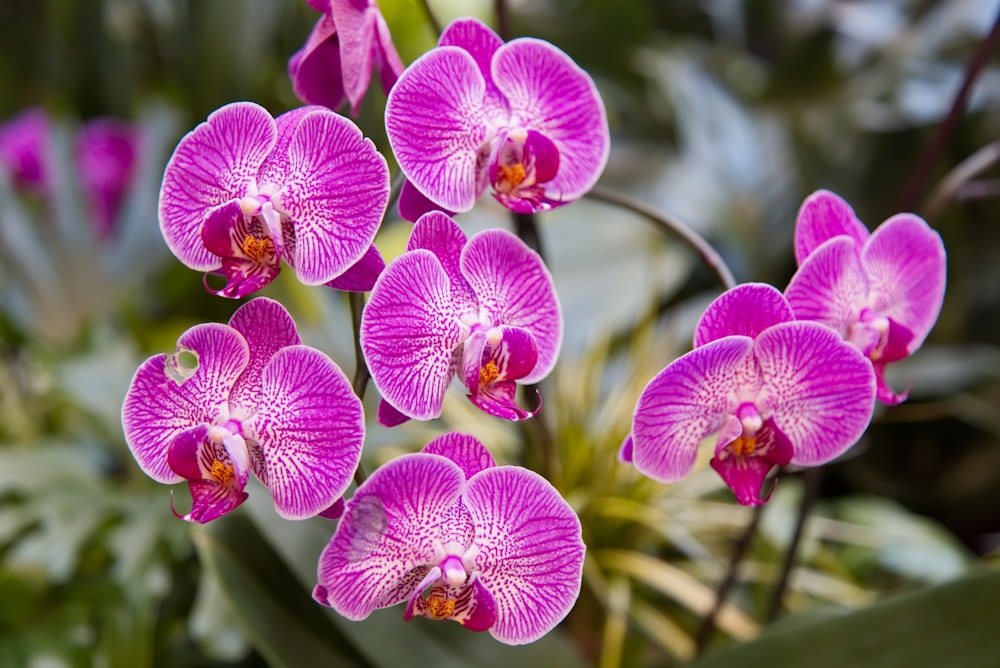 a close up of a bunch of purple flowers