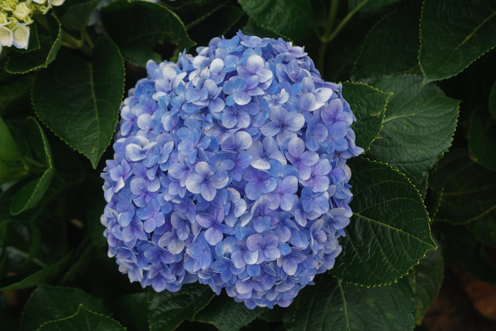 a close up of a blue and white flower