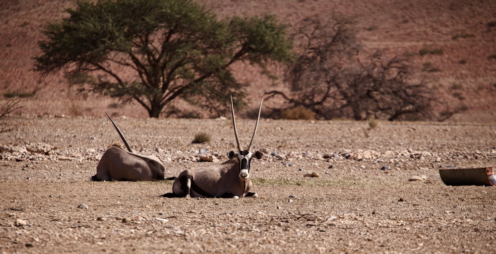 two antelope laying down in the middle of the desert