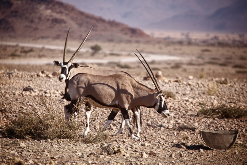 a couple of animals standing on top of a dirt field