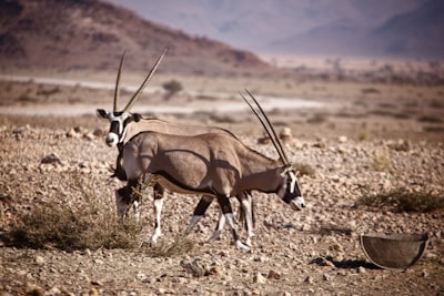 Oryx in Namib desert