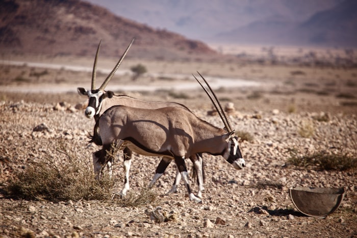 Oryx in Namib desert
