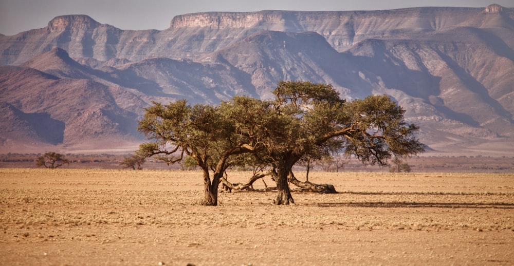 a tree in the middle of a desert with mountains in the background