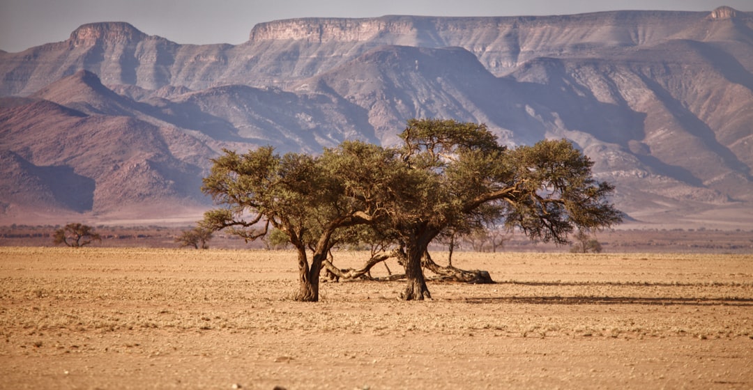 a tree in the middle of a desert with mountains in the background,