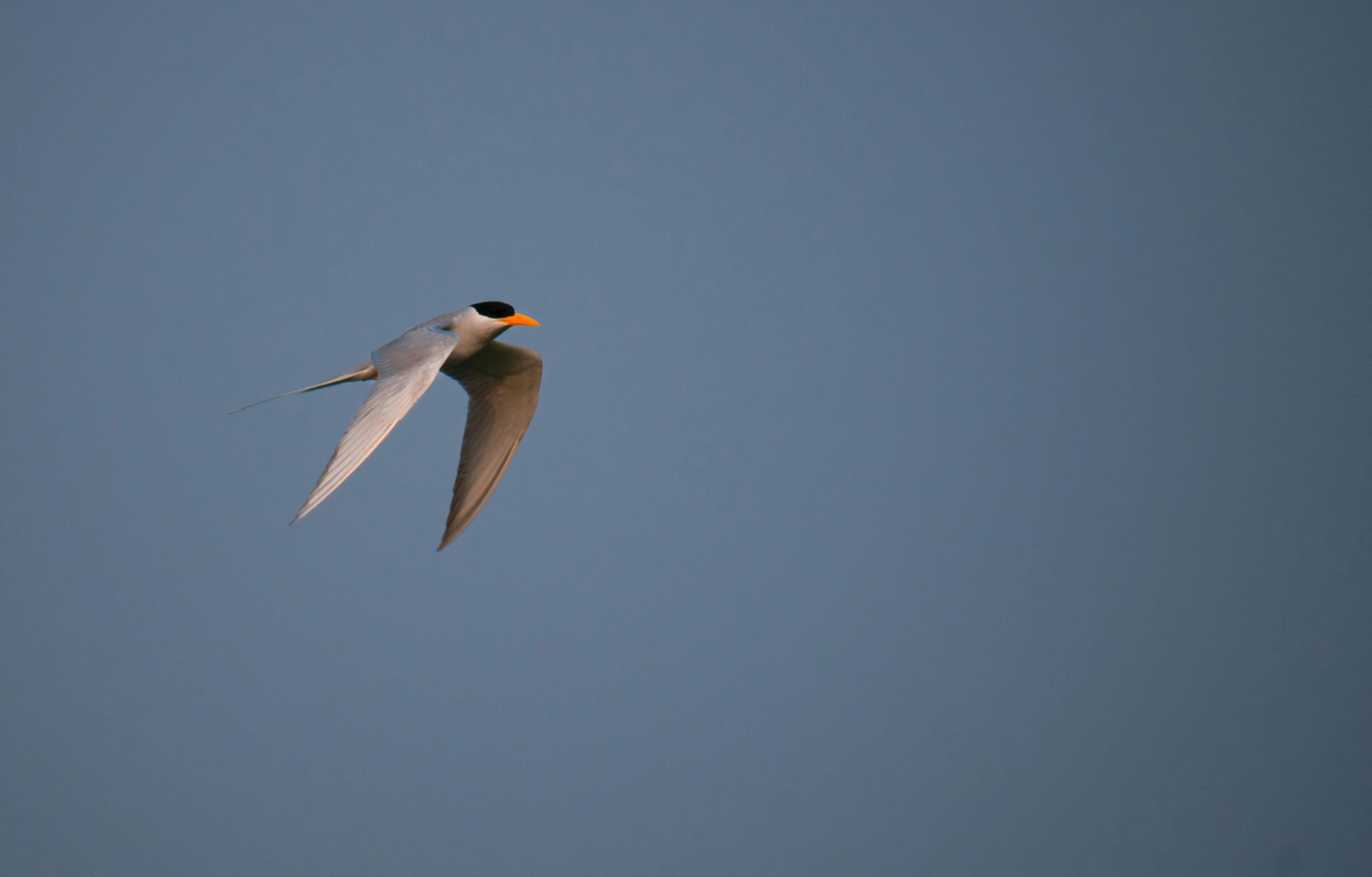 a white bird flying through a blue sky