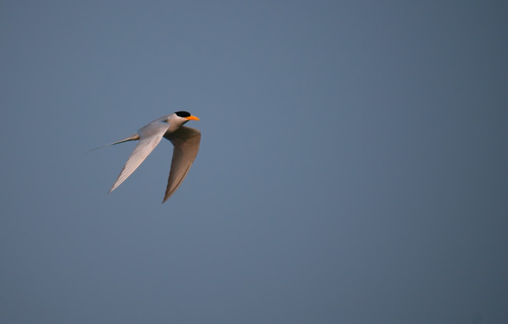 Ein weißer Vogel fliegt durch einen blauen Himmel