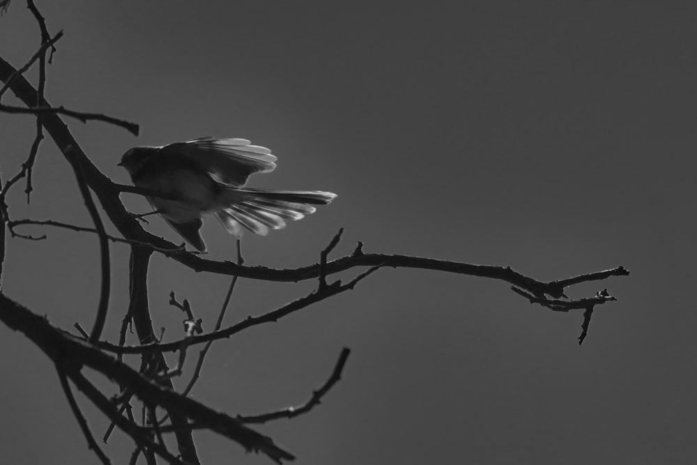 a black and white photo of a bird in a tree