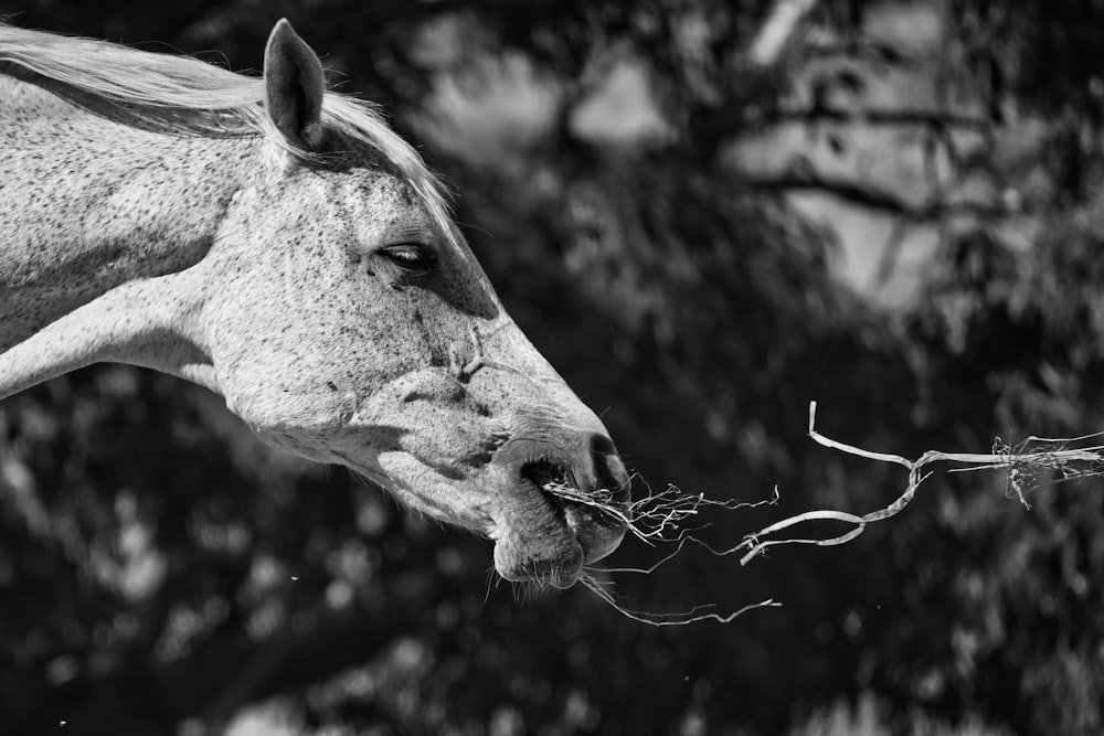 a black and white photo of a horse eating a branch