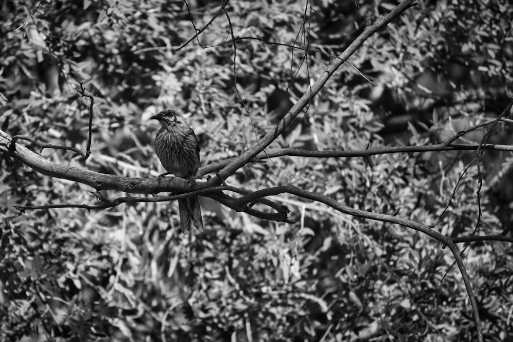 a black and white photo of a bird perched on a branch