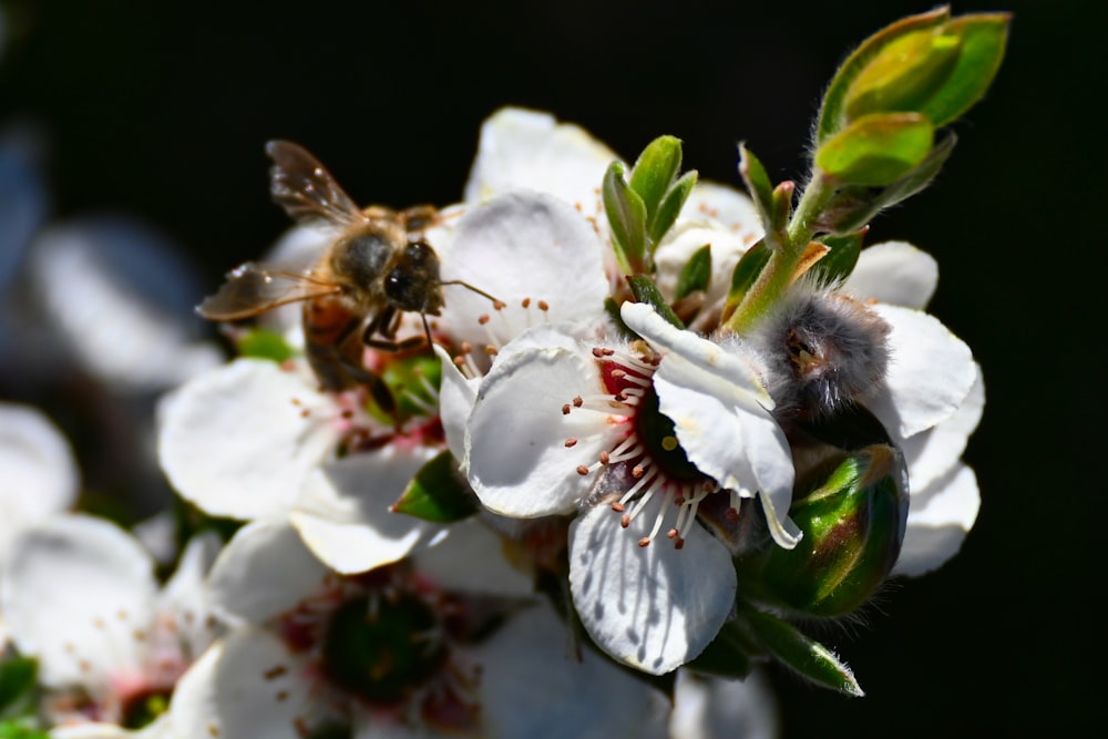 a couple of bees are on a flower