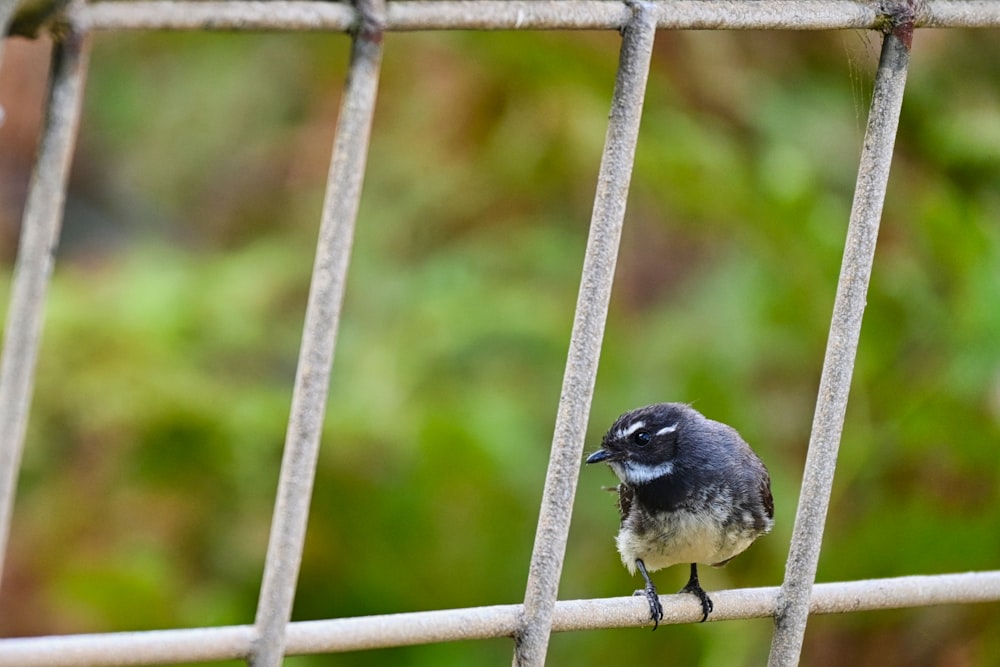 a small bird perched on top of a metal fence