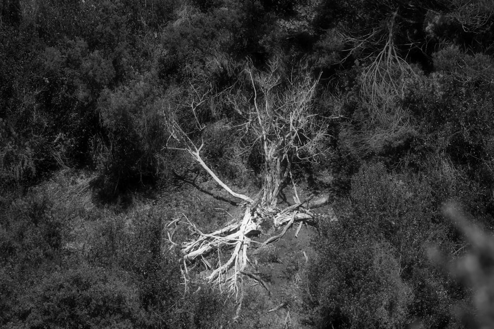 a black and white photo of a fallen tree