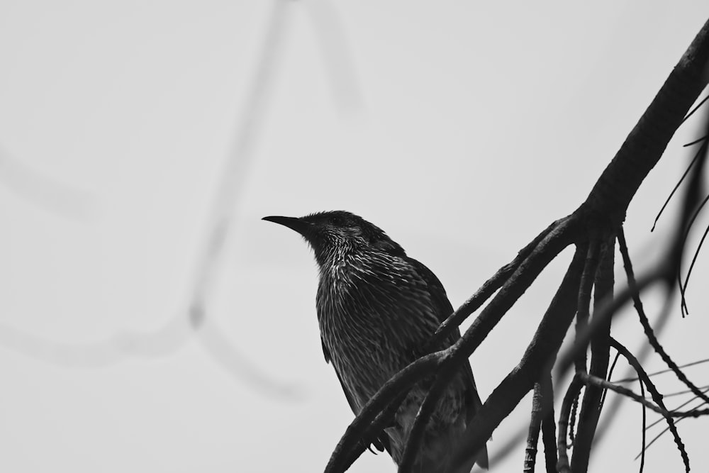 a black bird sitting on top of a tree branch