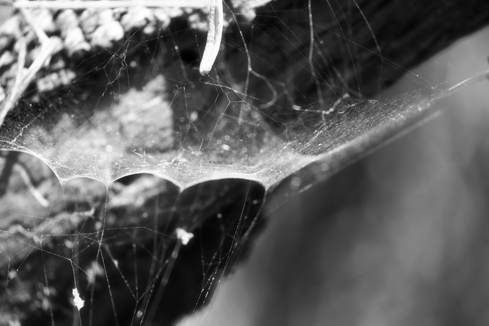 a black and white photo of a spider web