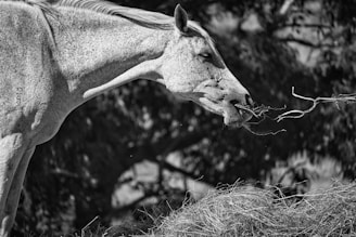 A horse with a speckled coat is captured in profile as it eats hay. Its head is angled downward, and its mouth is slightly open, pulling on a piece of hay. The background consists of blurred trees and foliage, enhancing the focus on the horse.