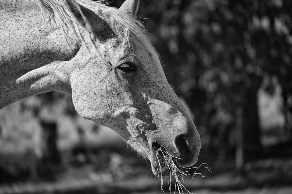 a black and white photo of a horse eating hay