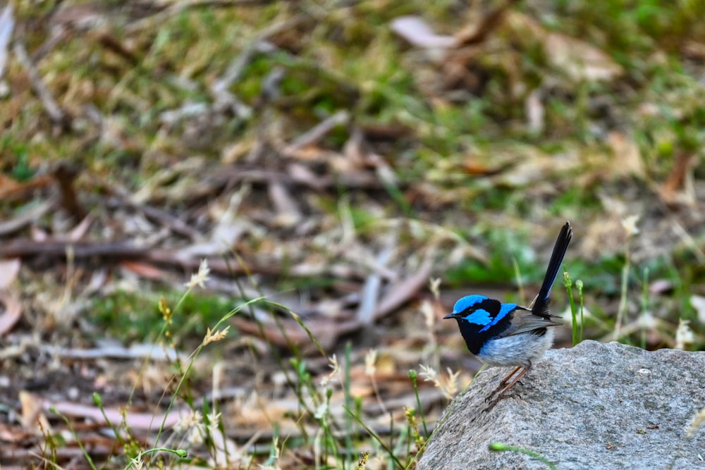 a small blue bird sitting on top of a rock