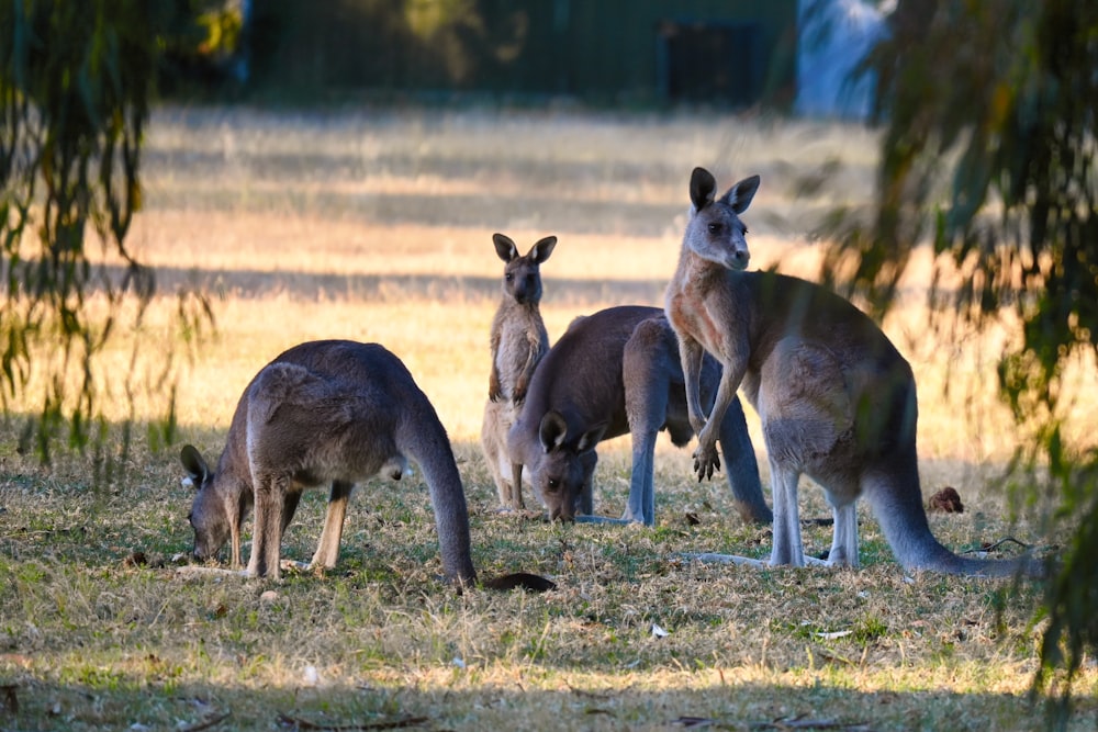 a group of kangaroos are standing in the grass