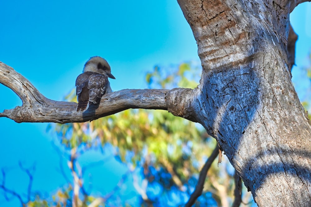 a small bird perched on a tree branch