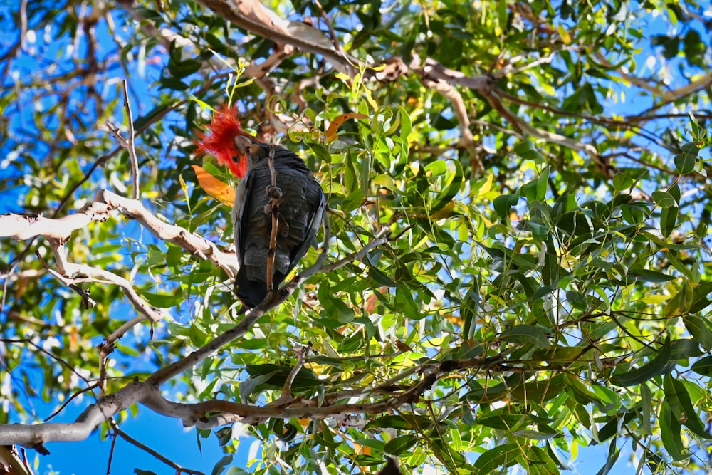 a bird sitting on a branch of a tree