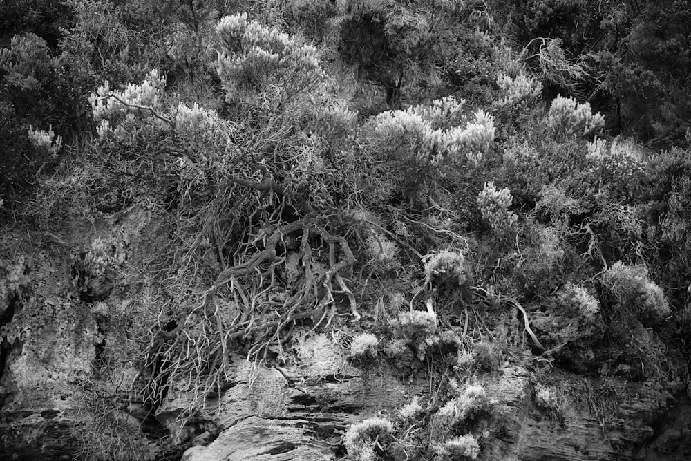 Une photo en noir et blanc d’arbres et de rochers