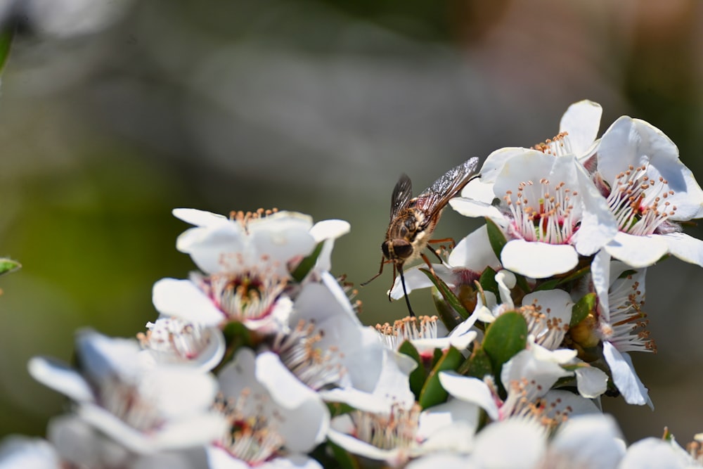 a bee is sitting on a white flower