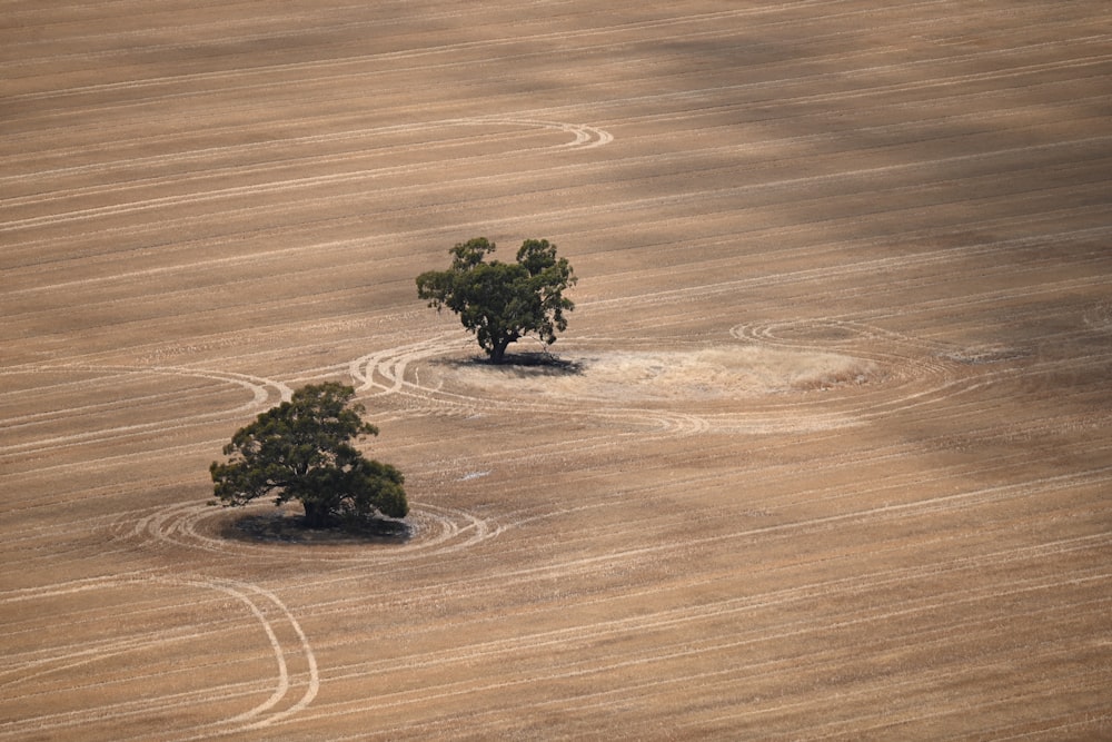 a couple of trees that are in the middle of a field