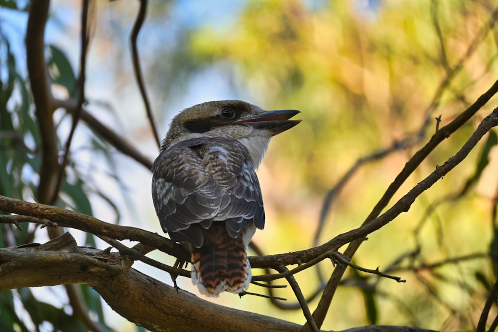 a bird sitting on a branch of a tree