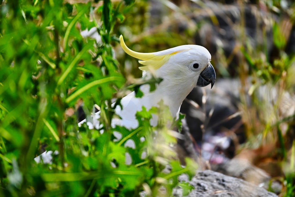 a white bird with a yellow beak sitting on a rock