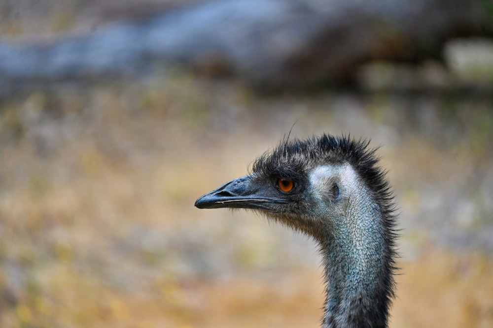 an ostrich is standing in a field