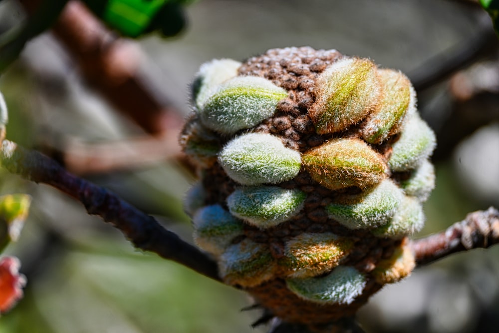 a bunch of buds on a tree branch