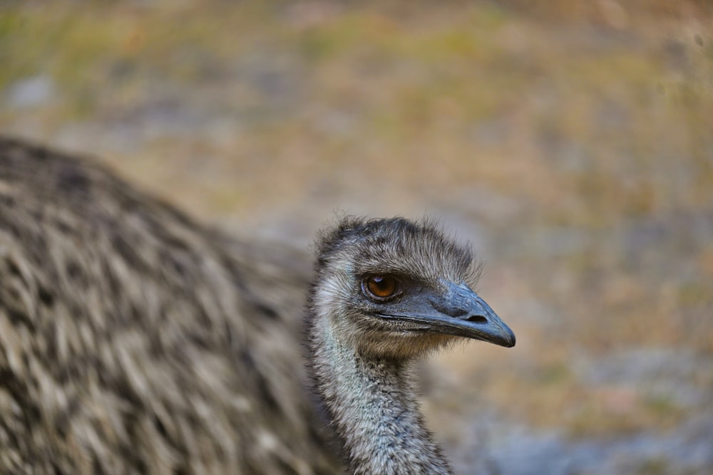 a close up of a bird with a blurry background