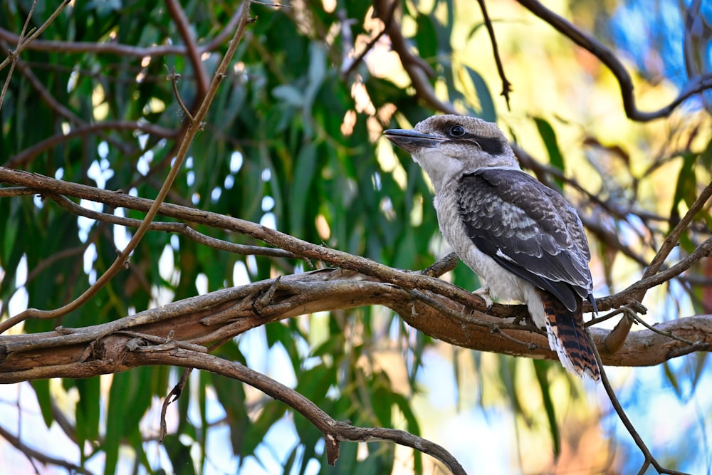 a bird sitting on a branch of a tree