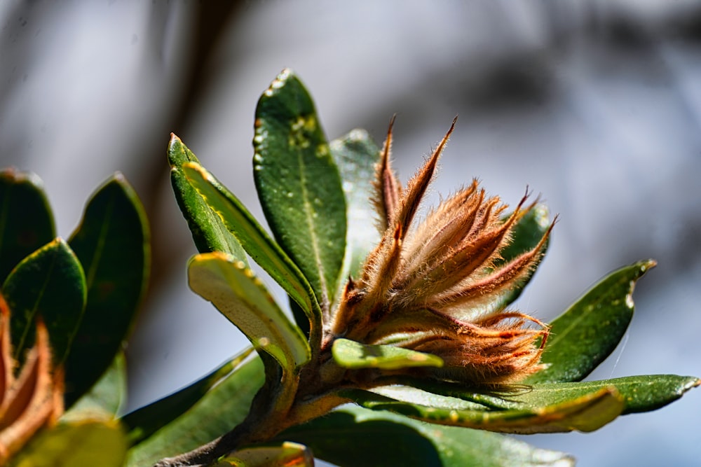 a close up of a flower on a tree branch