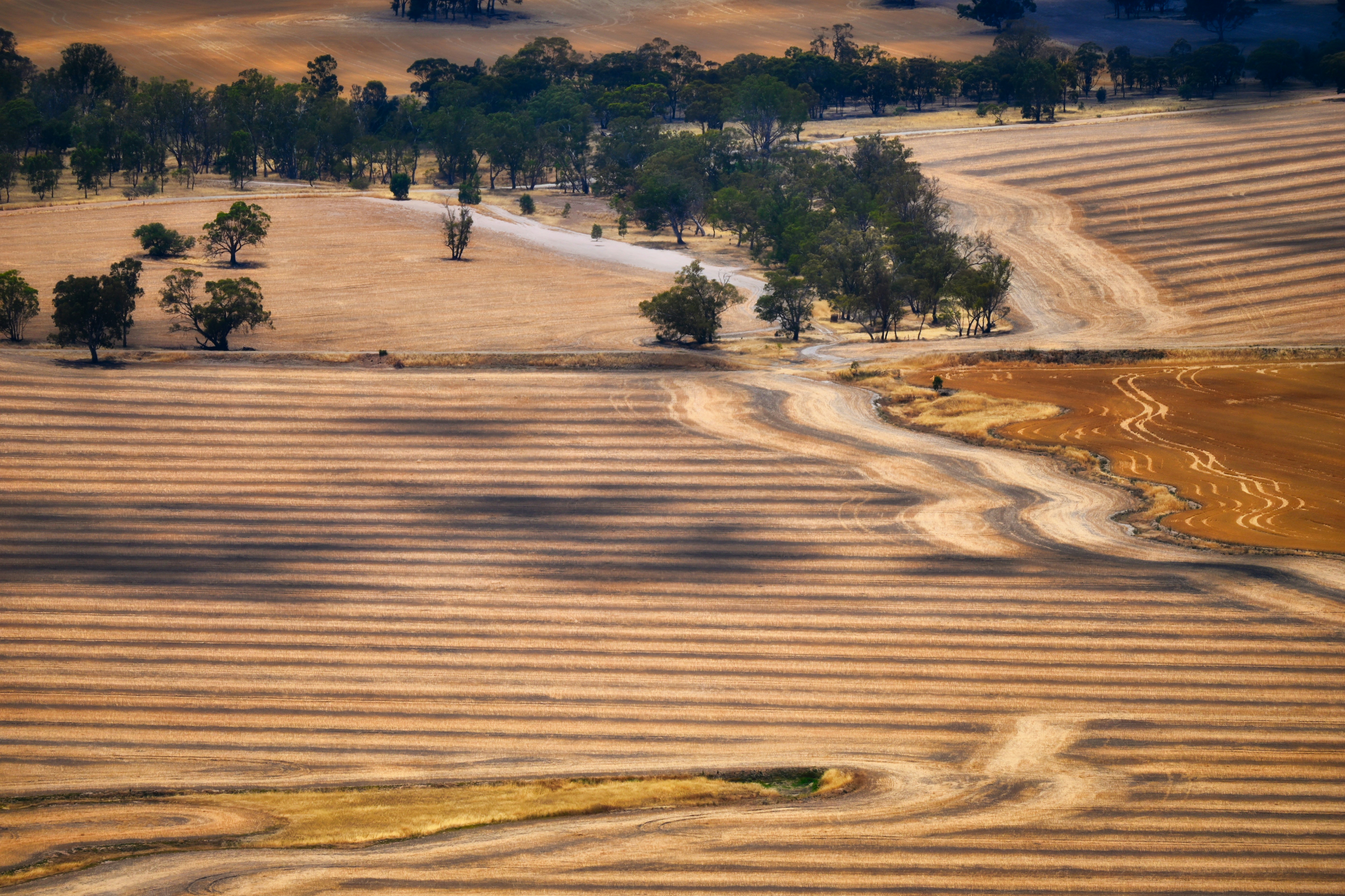 Cultivated agricultural field