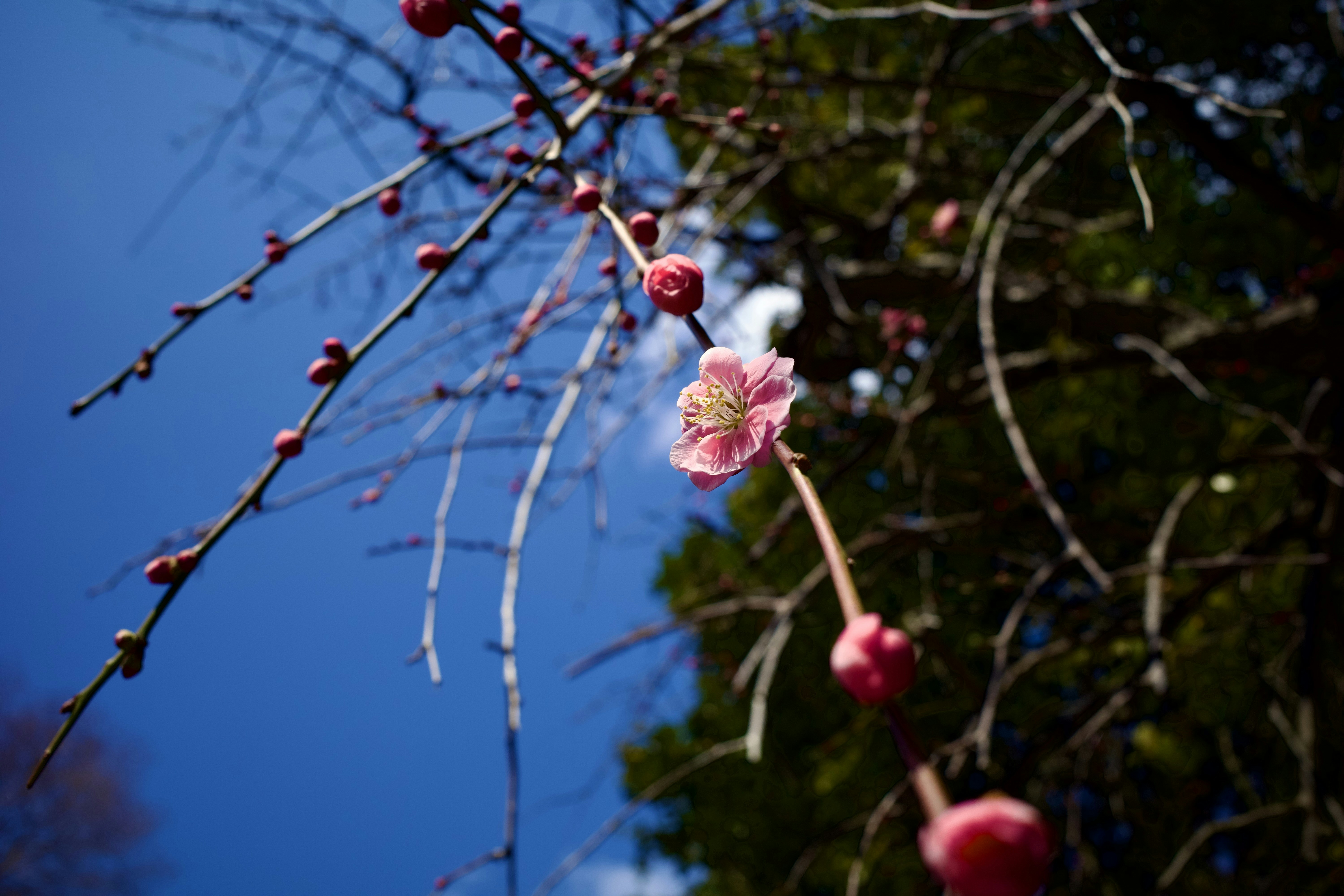 Photo by dnguri