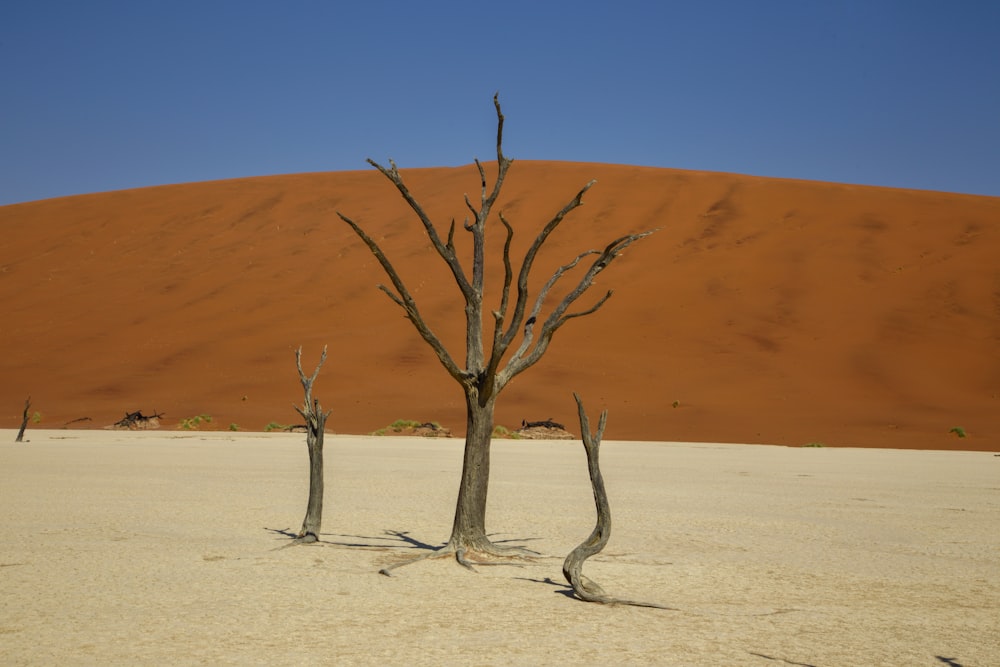 two dead trees in the middle of a desert