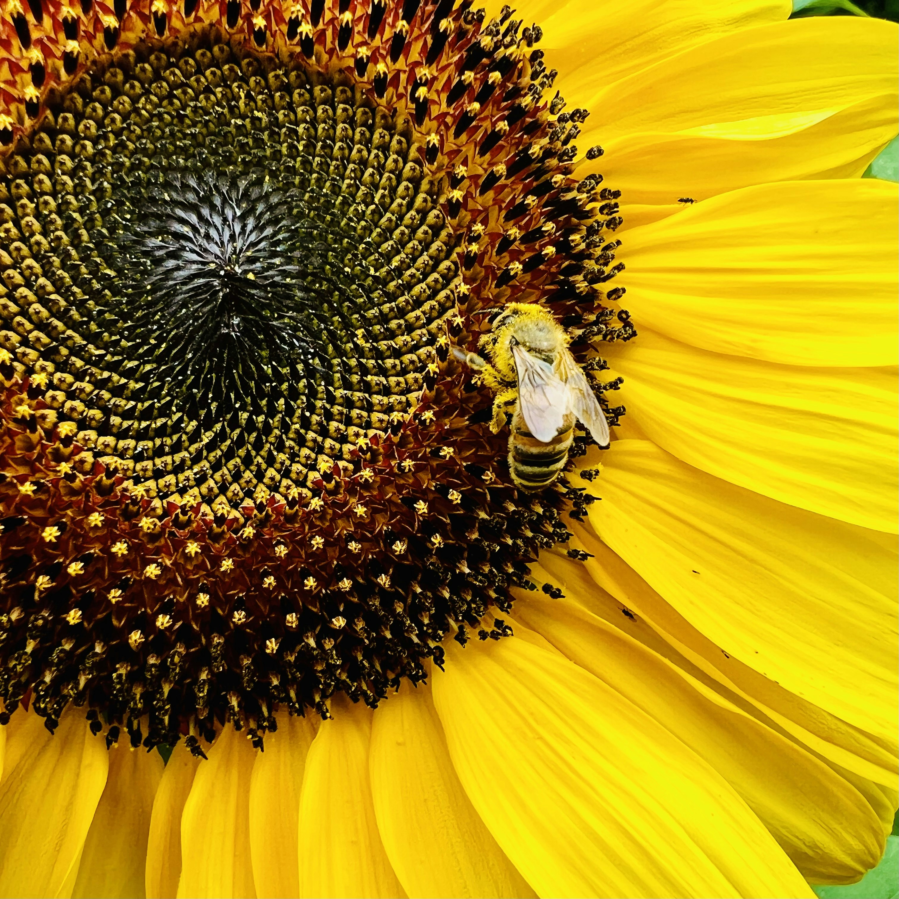 Photo by lindafernandez